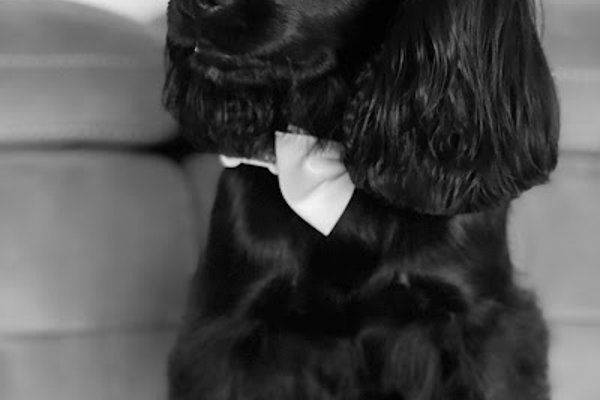 Photo associated with Furnominal dog groomers