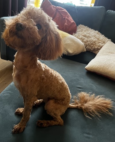 Photo associated with Muddy Pawz