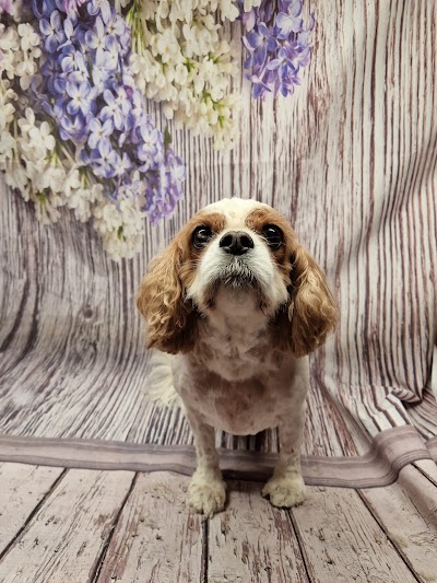 Photo associated with Honourable Pet Services