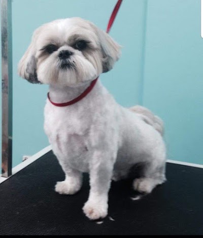 Photo associated with Ashton Dog Grooming Spa