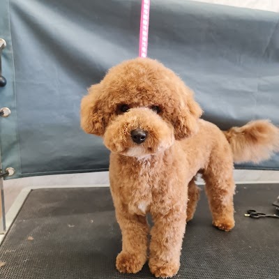 Photo associated with Ashton Dog Grooming Spa
