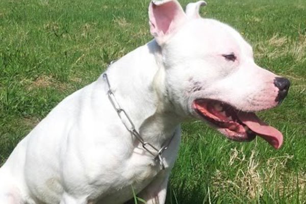 Photo associated with HorDoCa Mobile Pet Services