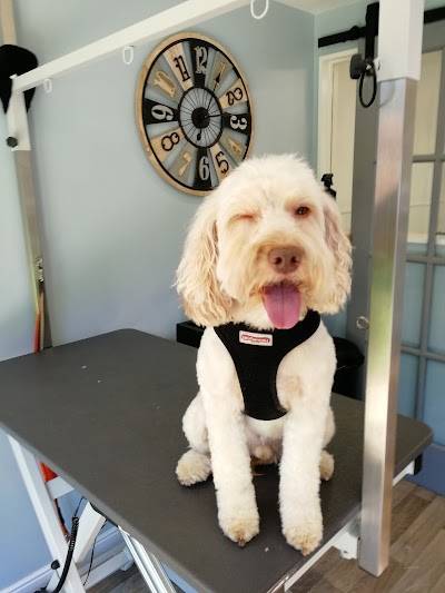 Photo associated with Gracie's Grooming - Dog groomers, Mansfield