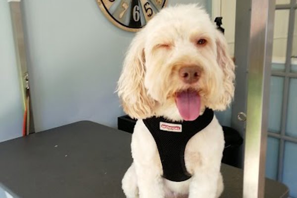 Photo associated with Gracie's Grooming - Dog groomers, Mansfield