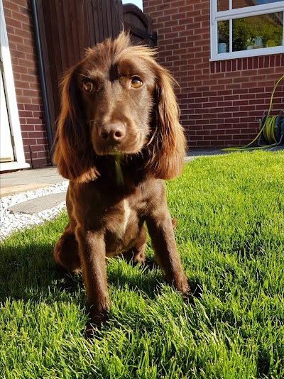 Photo associated with Gracie's Grooming - Dog groomers, Mansfield