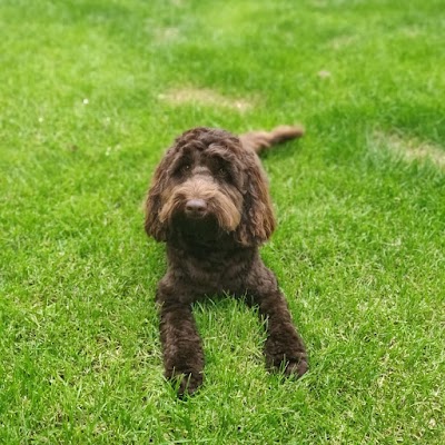 Photo associated with Gracie's Grooming - Dog groomers, Mansfield