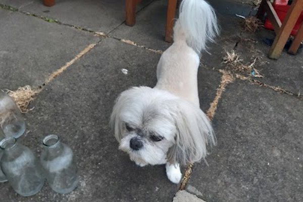 Photo associated with Pawfect Paws