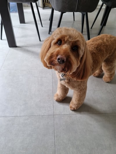 Photo associated with Pawfect Paws