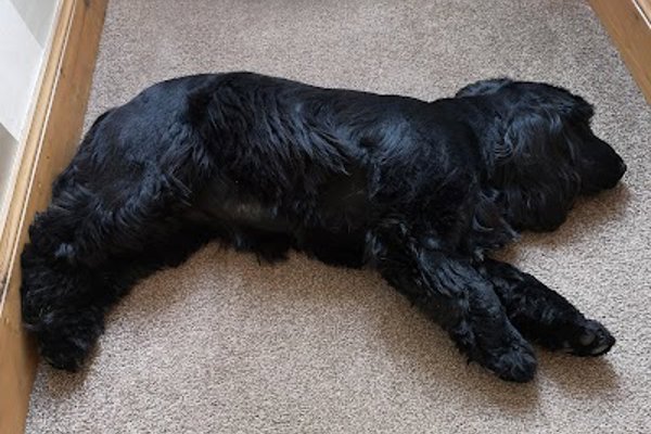 Photo associated with Hound-Ed