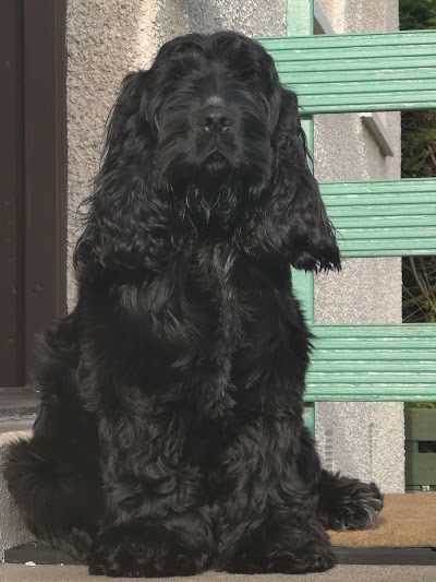 Photo associated with Hound-Ed