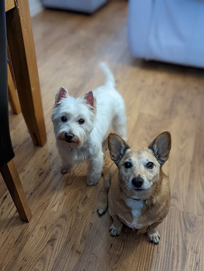 Photo associated with K9 Grooming Studio