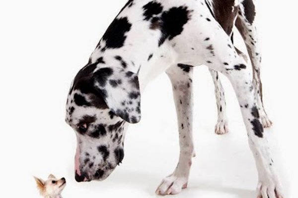 Photo associated with K9 Grooming Studio