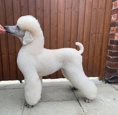 Photo associated with Jax&Co Professional Dog Grooming