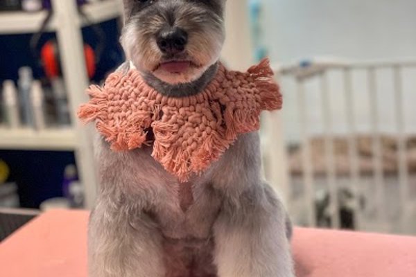 Photo associated with Jax&Co Professional Dog Grooming