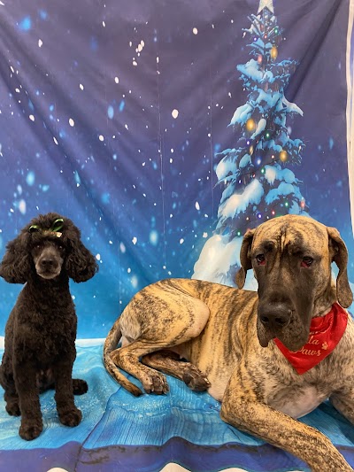 Photo associated with Grooms by Emily at My Pet HQ