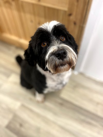 Photo associated with Grooms by Emily at My Pet HQ