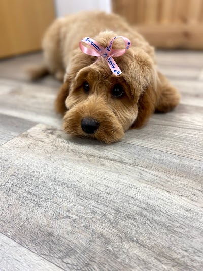 Photo associated with Grooms by Emily at My Pet HQ