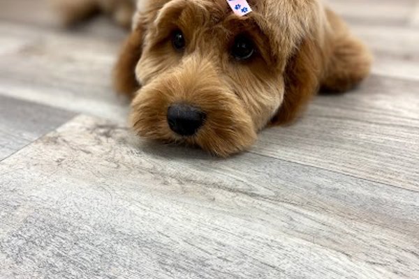 Photo associated with Grooms by Emily at My Pet HQ