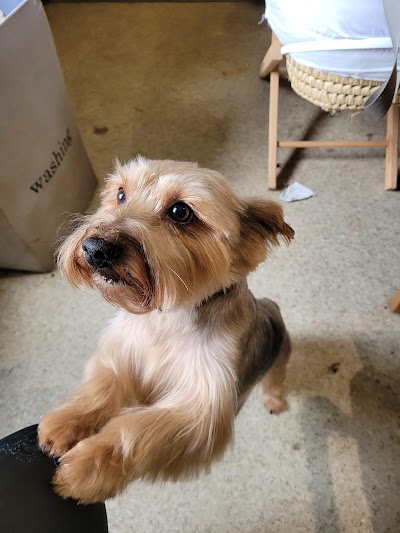 Photo associated with Just Dogs Grooming