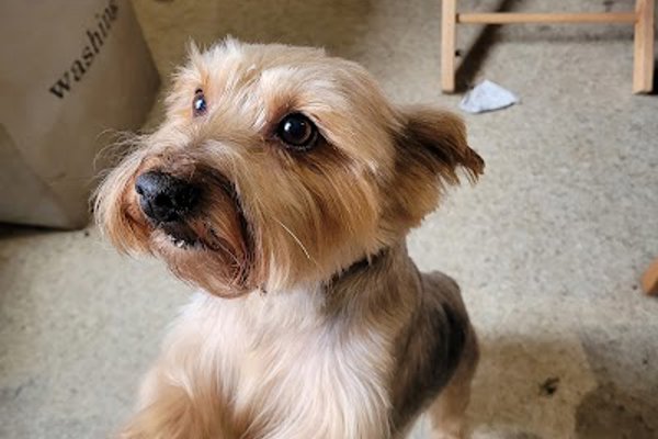 Photo associated with Just Dogs Grooming