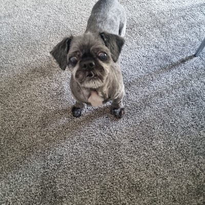 Photo associated with Just Dogs Grooming