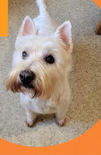 Photo associated with Just Dogs Grooming