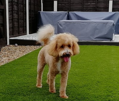 Photo associated with Nails and Tails - Dog Grooming Salon