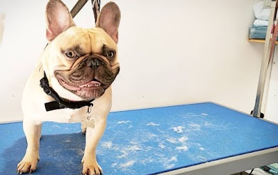 Photo associated with Pawfection Dog Grooming
