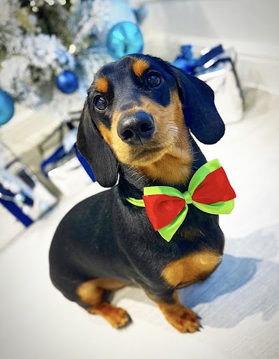 Photo associated with Pawfection Dog Grooming