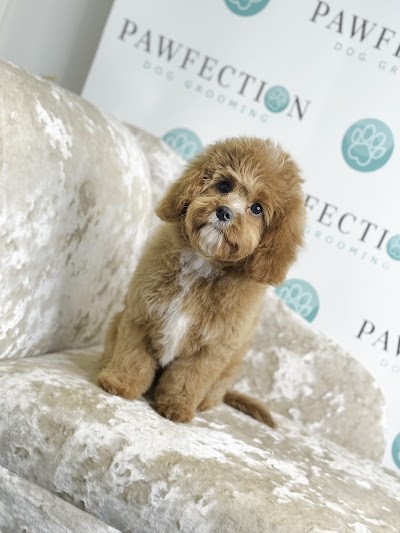 Photo associated with Pawfection Dog Grooming