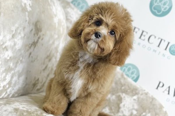 Photo associated with Pawfection Dog Grooming