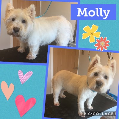Photo associated with Happy Paws Dog Grooming, St Helens, Merseyside
