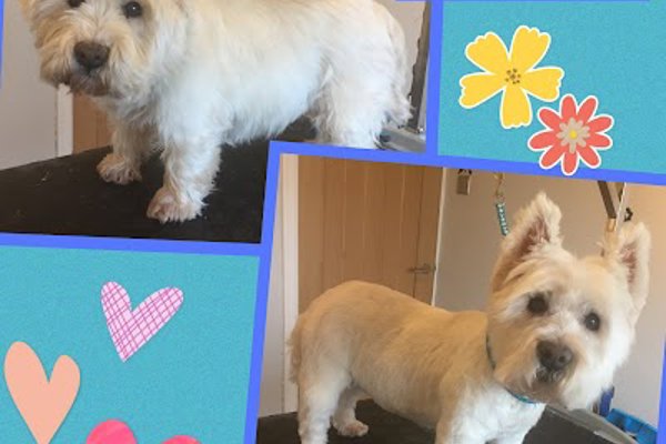 Photo associated with Happy Paws Dog Grooming, St Helens, Merseyside