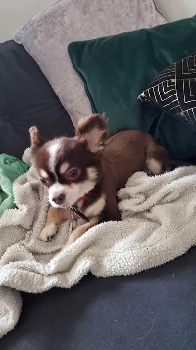 Photo associated with Tanya's Pampered Pets