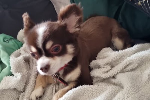 Photo associated with Tanya's Pampered Pets