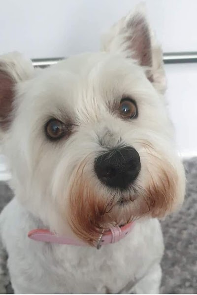 Photo associated with Paws Truly Grooming Studio