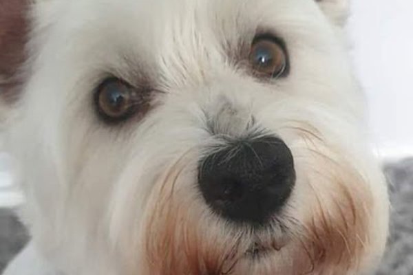 Photo associated with Paws Truly Grooming Studio