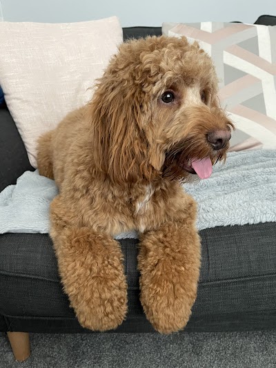 Photo associated with Paws Truly Grooming Studio