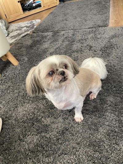 Photo associated with Lisa's Dog Grooming
