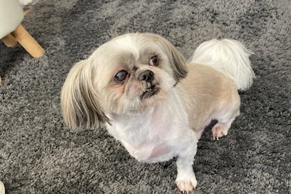 Photo associated with Lisa's Dog Grooming