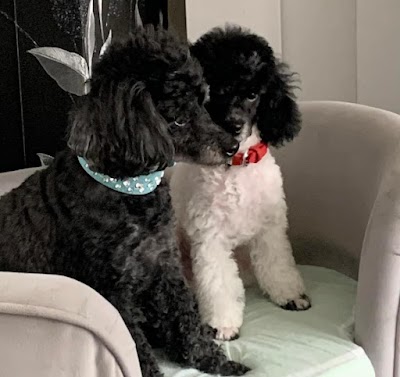 Photo associated with Lisa's Dog Grooming