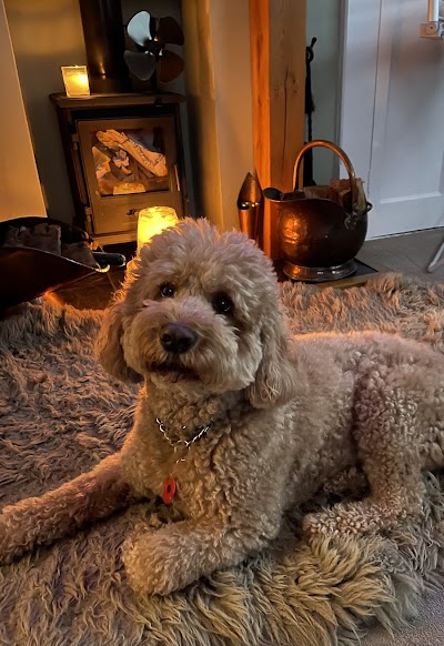 Photo associated with Lisa's Dog Grooming