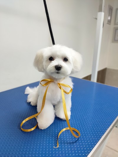 Photo associated with Jolanta's Dog Grooming Portadown