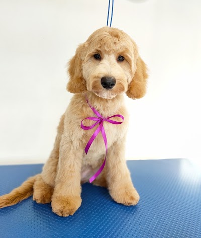 Photo associated with Jolanta's Dog Grooming Portadown