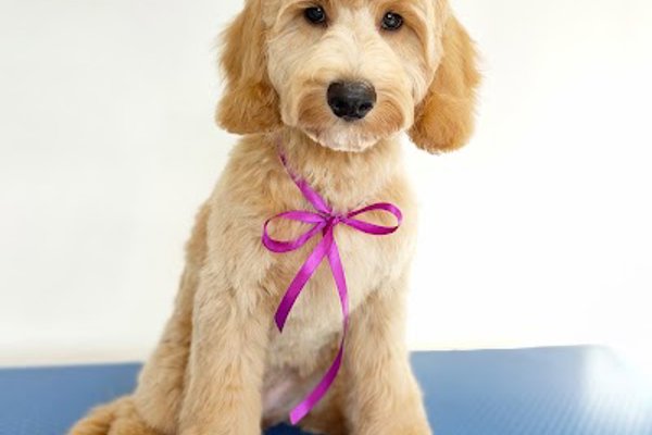 Photo associated with Jolanta's Dog Grooming Portadown