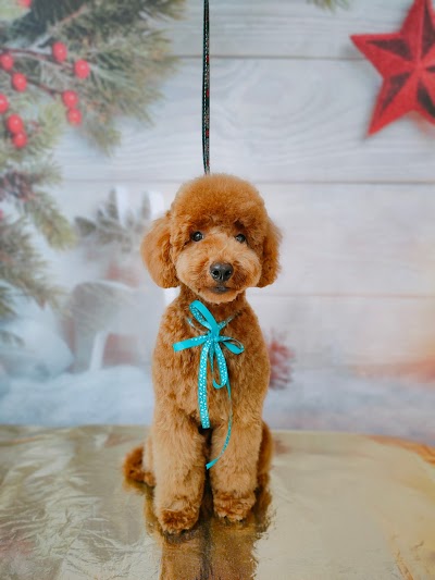 Photo associated with Jolanta's Dog Grooming Portadown