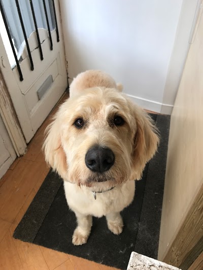 Photo associated with Cloud K9 Dog Grooming