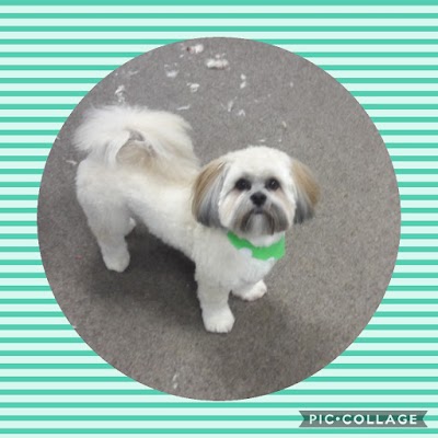 Photo associated with Muddy hounds grooming services