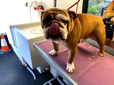 Photo associated with Pawsitively Divine