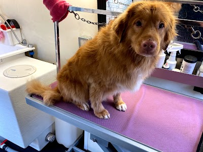 Photo associated with Pawsitively Divine